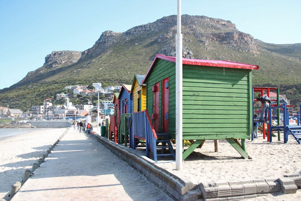 Tag 19: Kapstadt! Tafelberg, Strand & Pinguine