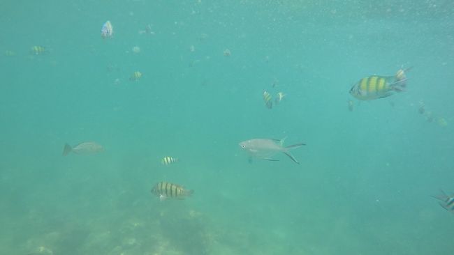 Verschiedene Fische unter Wasser