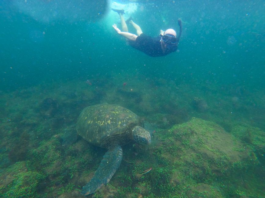 Schwimmen mit Riesen-Schildkröten 