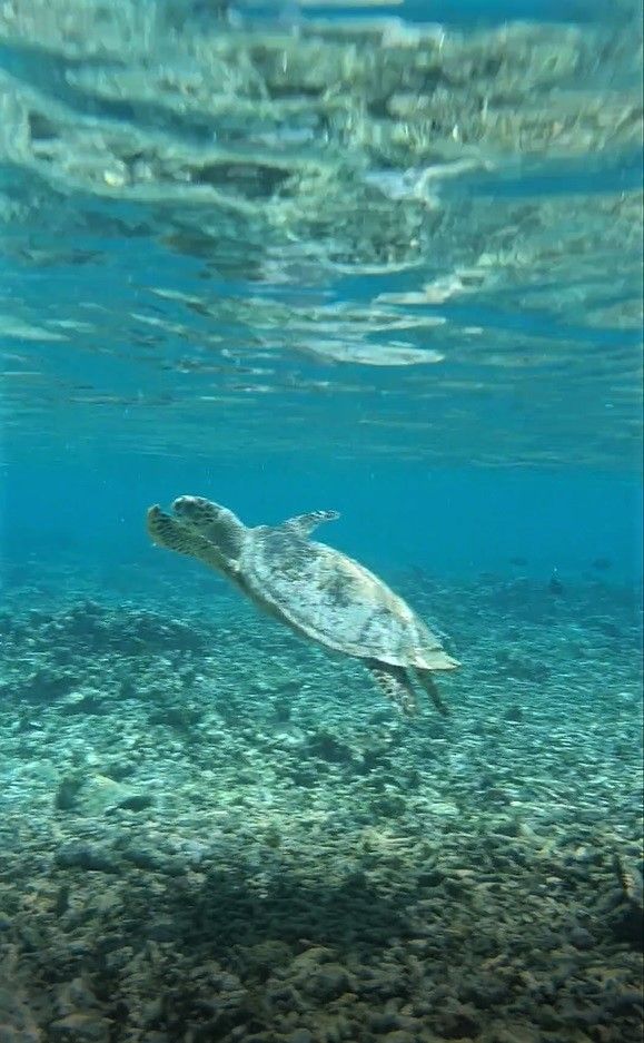 Malediven Tag 10 - Trauminsel mit Schildkröte 🐢