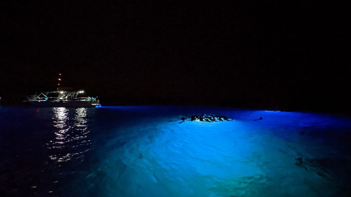 Manta Night Snorkeling