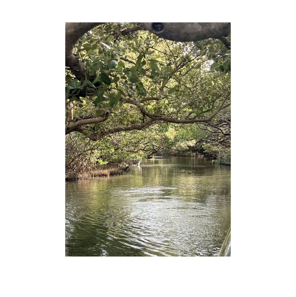 Página de fotolibro con una foto en formato vertical de un túnel verde.