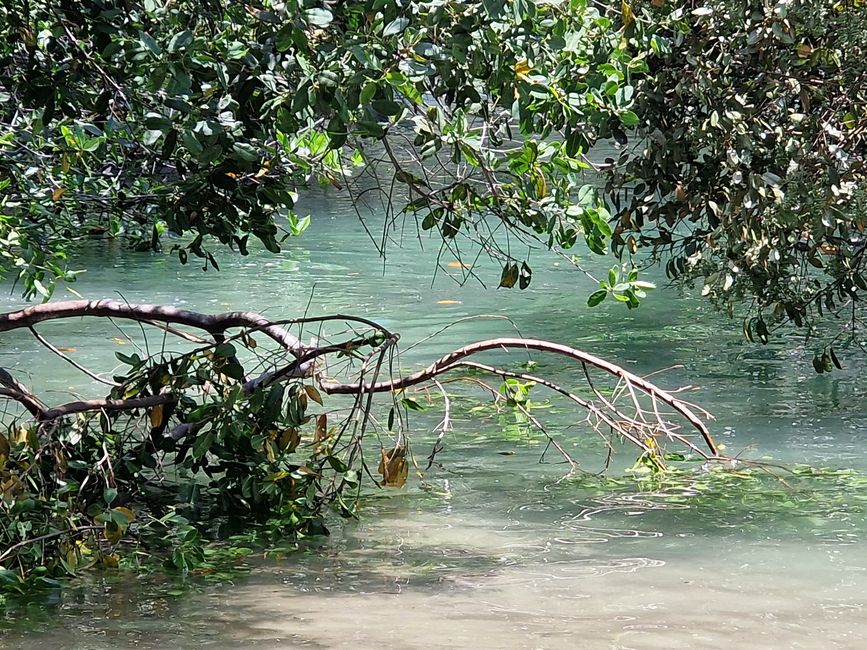 Lagunen in den Mangroven