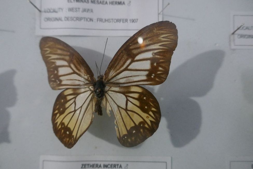 Due to the rainy weather, we didn't see real butterflies, only preserved ones.