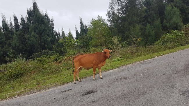 And sometimes there are cows on the road.