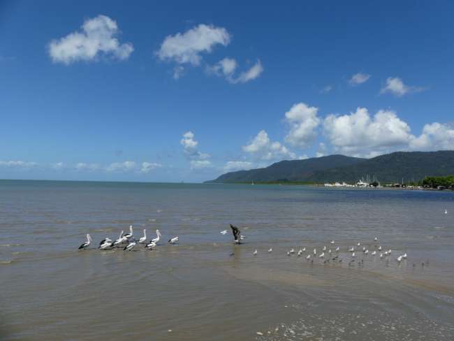Einige Wasservögel direkt an der Promenade