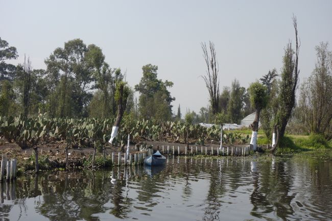 Agriculture at Xochimilco
