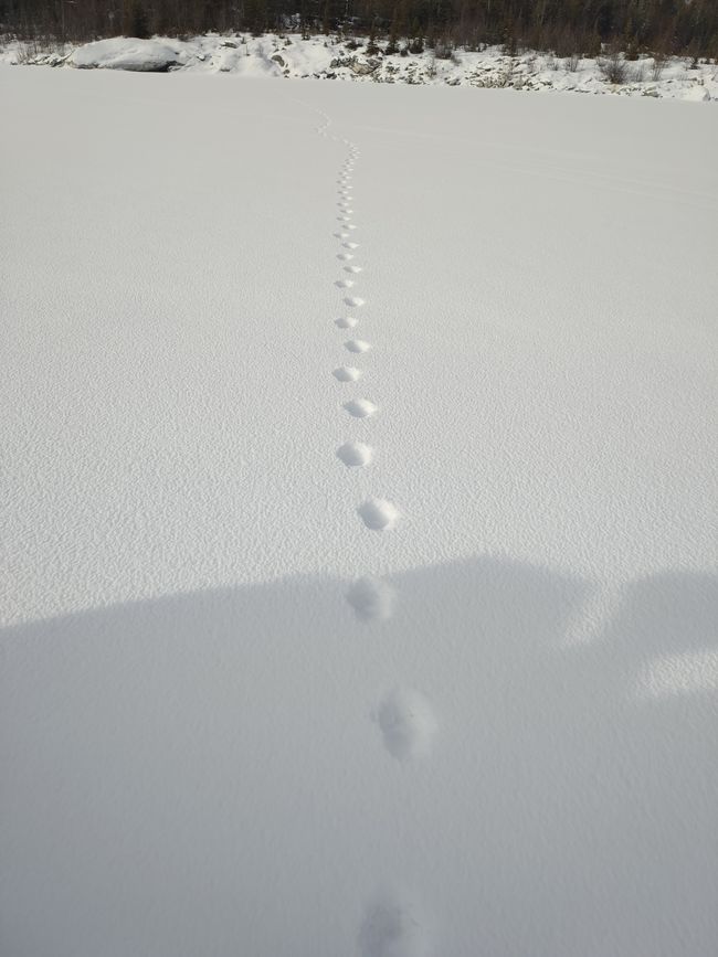So, what do you think it is? Here you can see tracks of a wolf