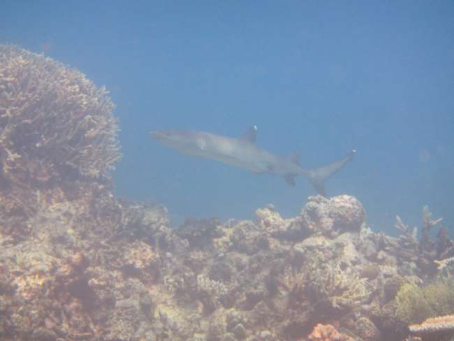 White tip reef shark