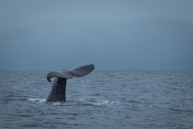 Bei Kaikoura, an der Nordostküste der Südinsel, bekommen wir beim Whale Watching Pottwale zu sehen. Diese können um die 3.000 m tief tauchen um Riesenkalmare zu jagen.