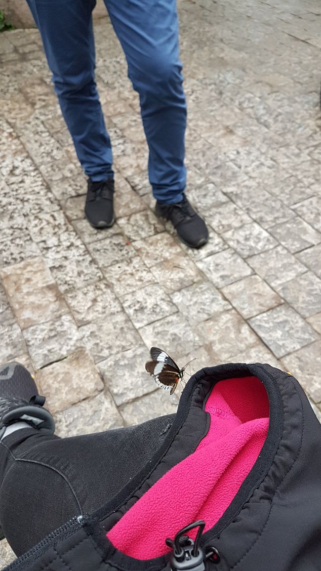 zweite Attraktion - Schmetterlingshaus - zweite Landung auf meiner Jacke