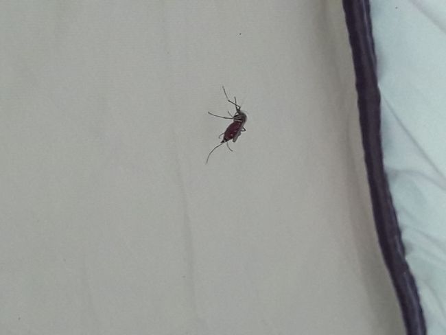 Well-fed visitor in the tent; luckily, you can only see it on Angelika