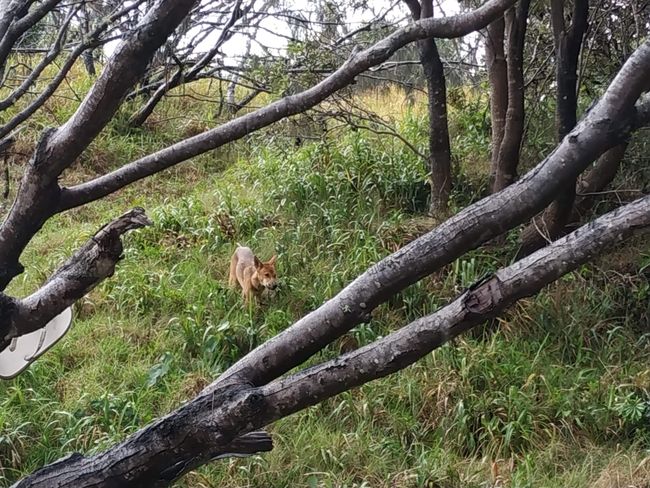 Wild dingoes
