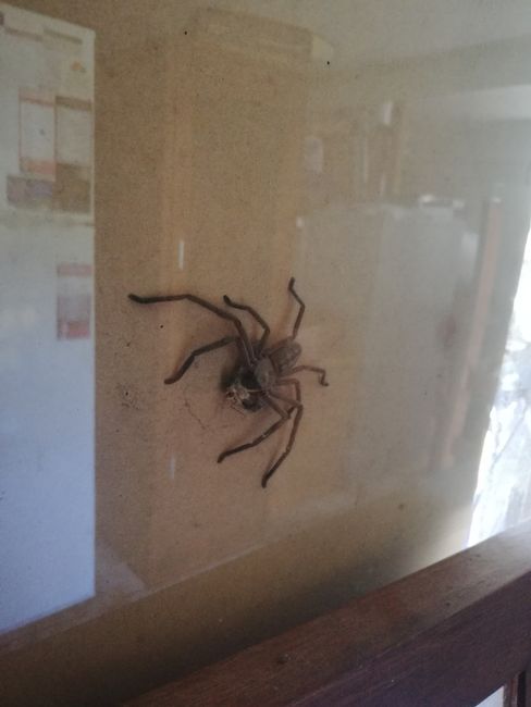 Eine von vielen Huntsman Spinnen die ich gesehen habe... 