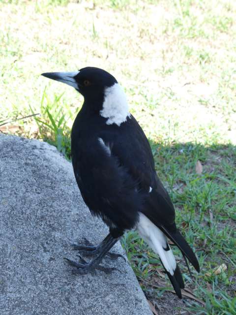 Der Magpie - ein sehr verbreiteter Vogel an der südlichen Ostküste