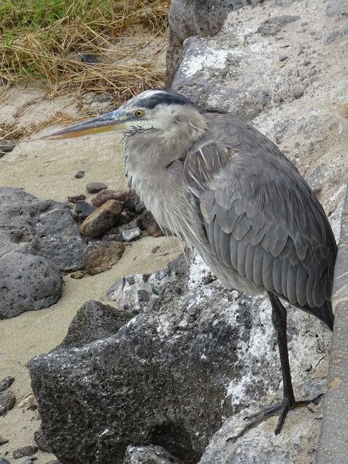 Galapagos-Seemannsgarn von der Seehundbank