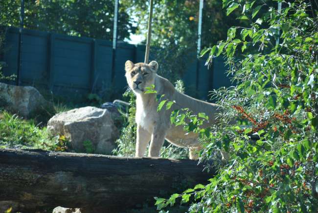 Dublin Zoo (25.09.2016)