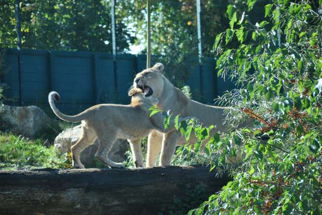 Dublin Zoo (25.09.2016)