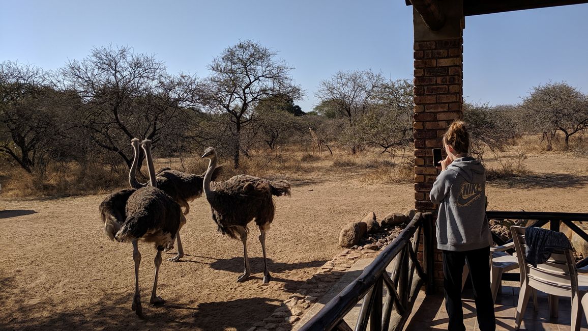 День 18: Сад, полный жирафов, и возвращение в Йоханнесбург.