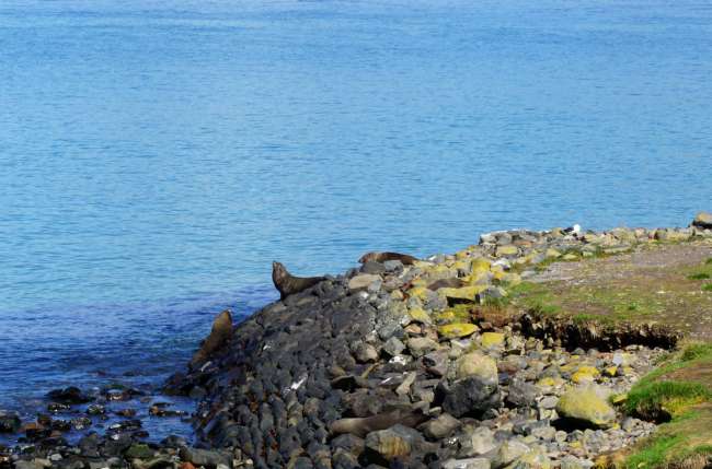 Seals auf der Otago Peninsula