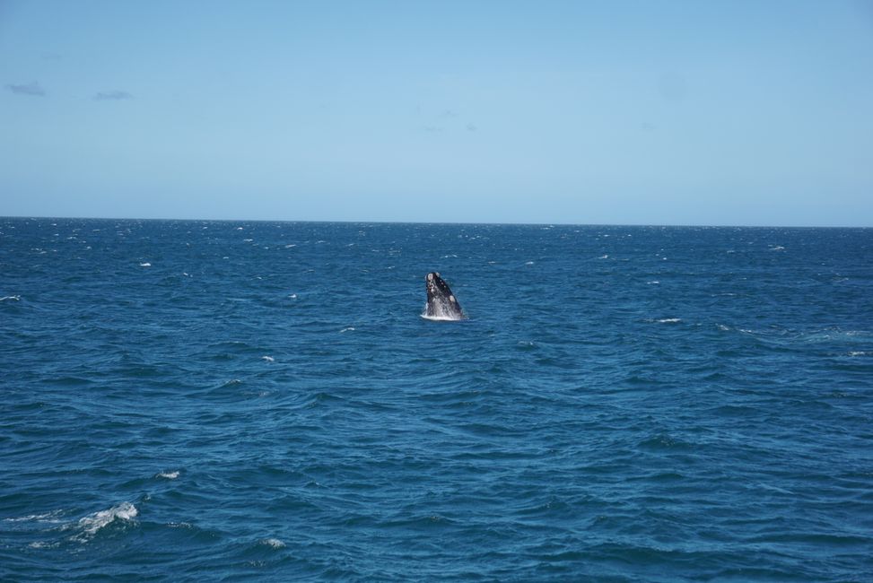 Hermanus ♥️