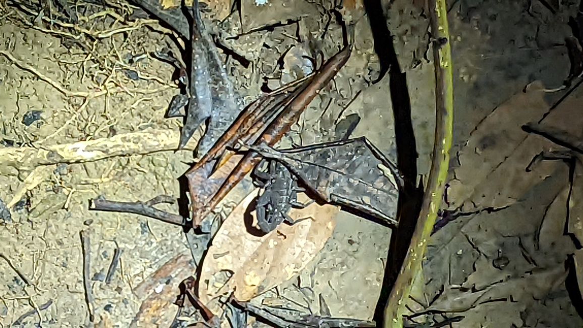 Skorpion