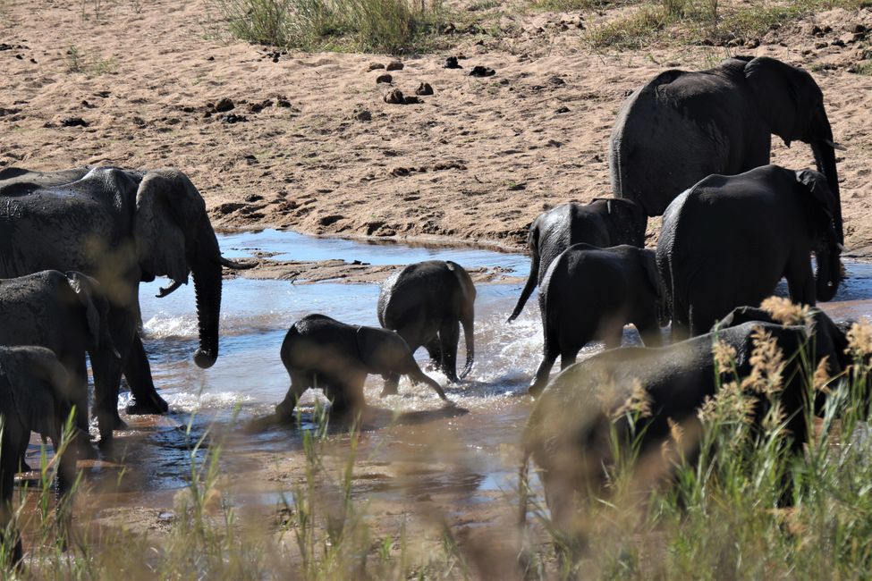 15 uru: Kruger NP uksat Marloth Park uksaruw sarapxi