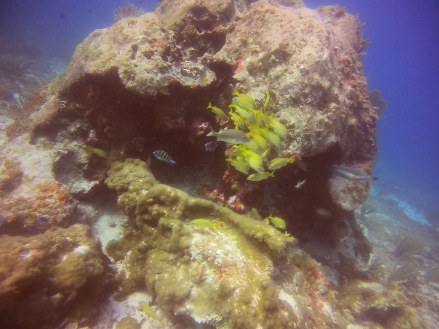 Day 25: Diving Trip in the Caribbean