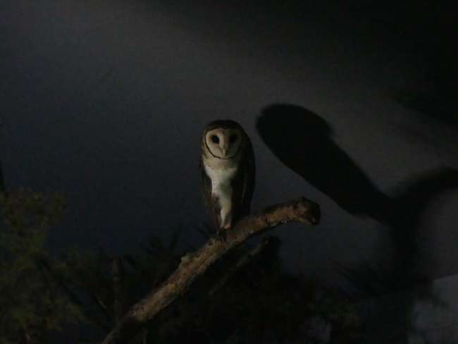 Owl in the Nocturnal House