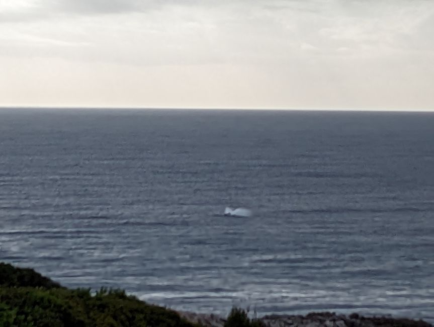 D'Oudtshoorn à Hermanus - avec un détour dans le 'Midwest'