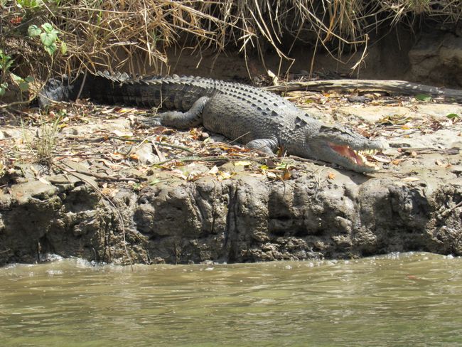 Crocodile at the Daintree River 