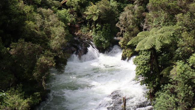 Day 11 Okere Falls & drive to Te Kaha