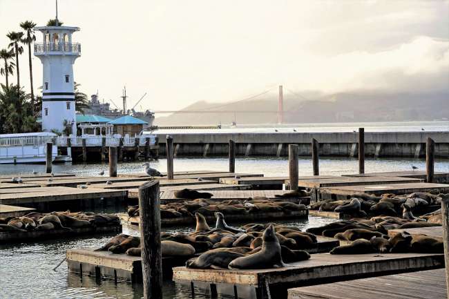 The seals at Pier 39