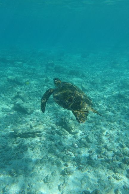 Even on Big Island, they're 'turtle-ing'