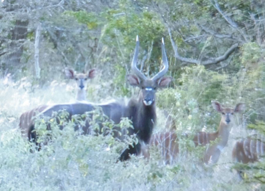 Hluhluwe-Nationalpark, iSimangaliso-Nationalpark und St. Lucia