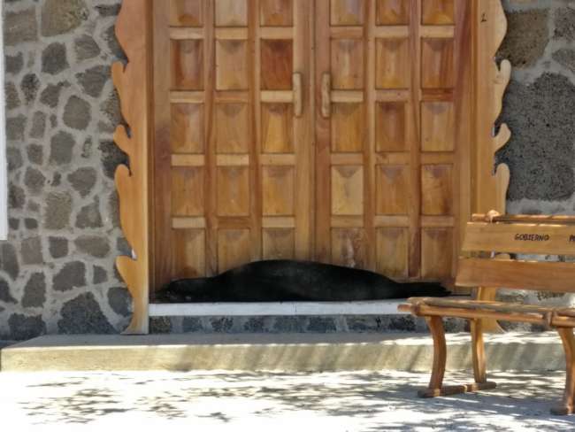 Guard dog = sea lion