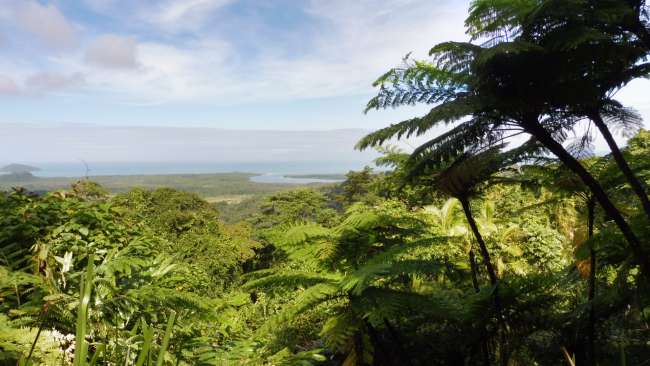 Aussicht über den Daintree Rainforest