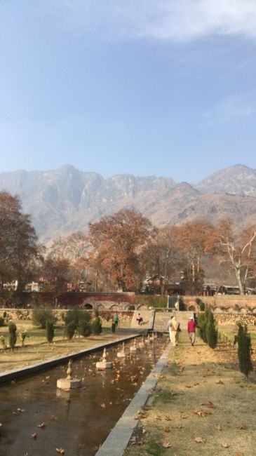 Through the gardens of Srinagar