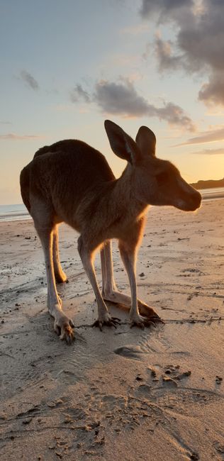 Sunrise with the Kangaroos