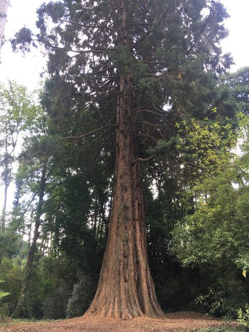 Mammutbaum (Sequoia) im Kiwi Birdlife Park
