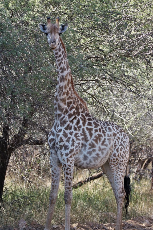 День 18: Сад, полный жирафов, и возвращение в Йоханнесбург.