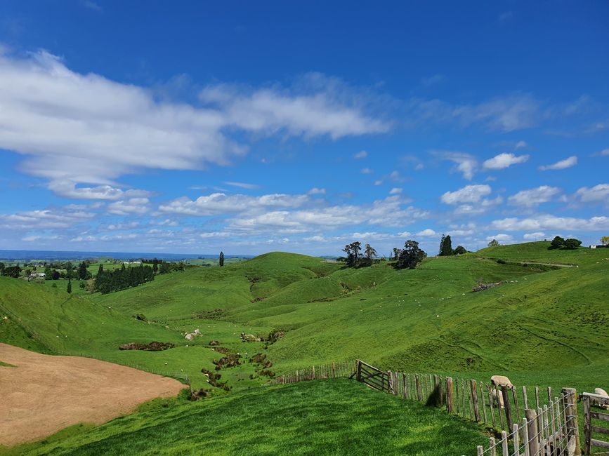 Eine Hügellandschaft, die sich durch ganz Neuseeland zieht