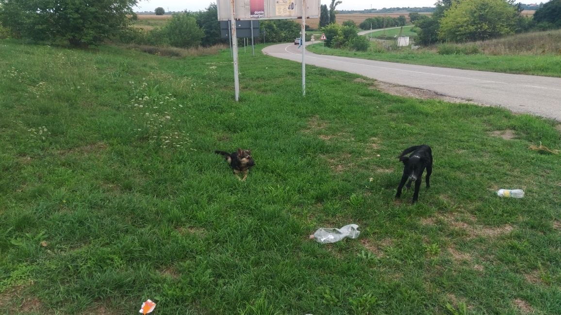 Tags 44 to 46 flat Vojvodina, Drina, interesting encounters
