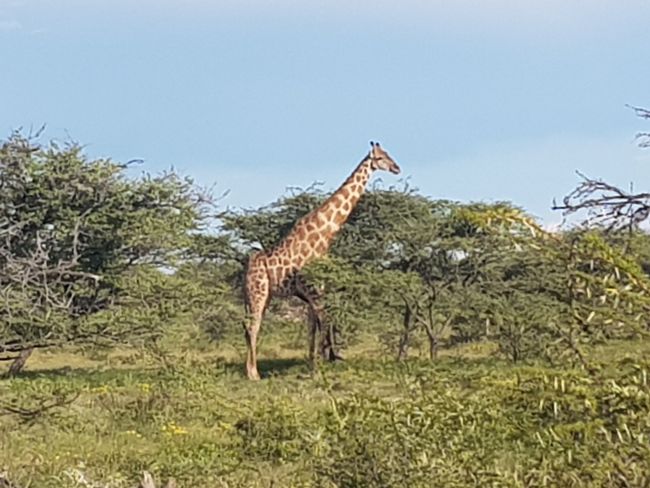 Zebras with giraffe