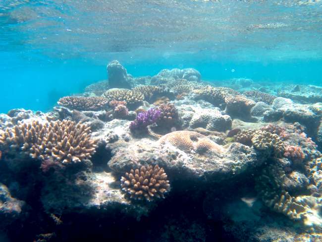 Die Korallen ganz nah unter der Wasseroberfläche