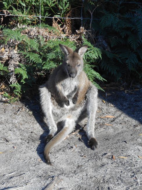 Wallaby chillt in der Sonne :-)