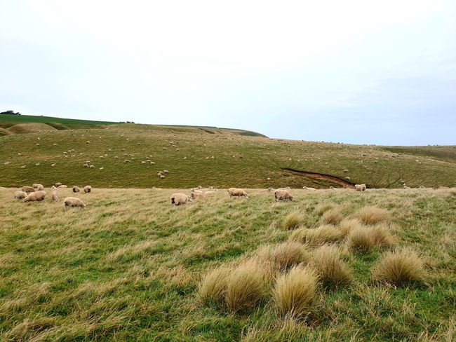 Schafe in Neuseeland - dieses Bild musste noch sein 