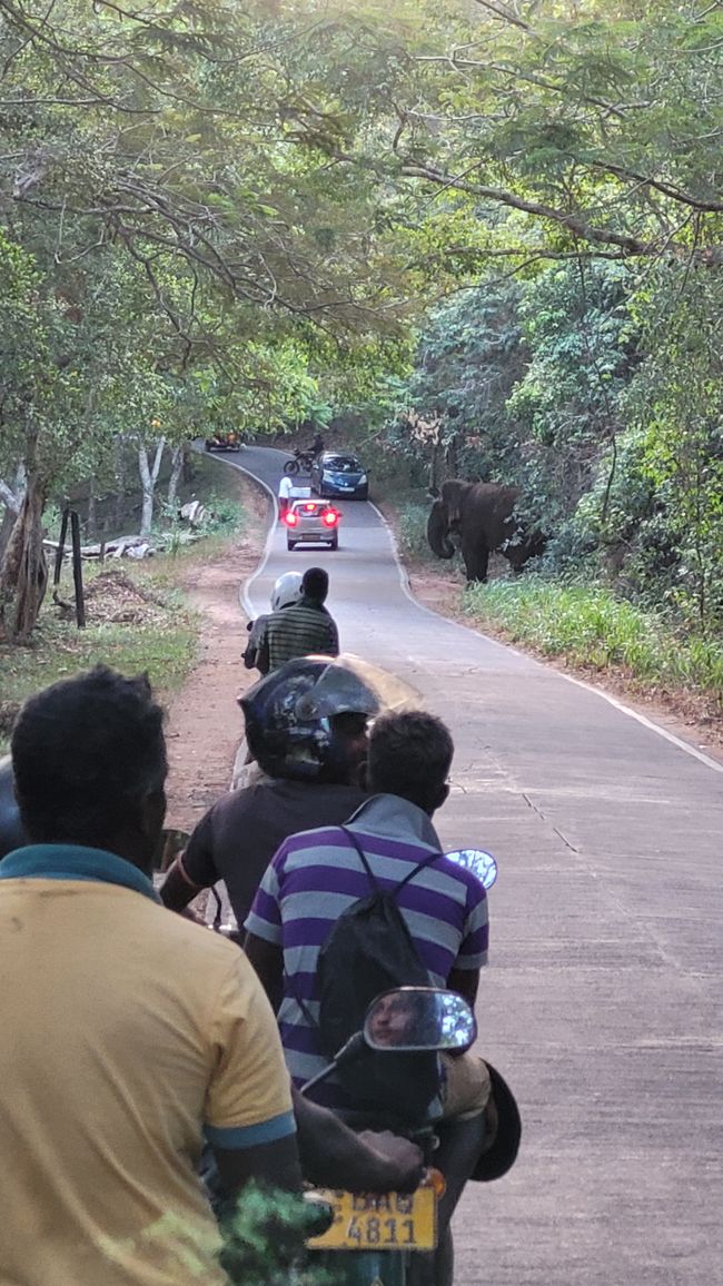 Sigiriya - Village life with wild elephants