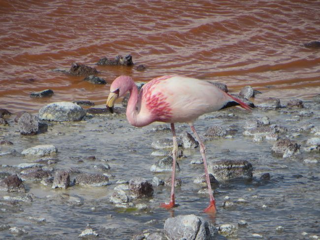 Salar de Uyuni