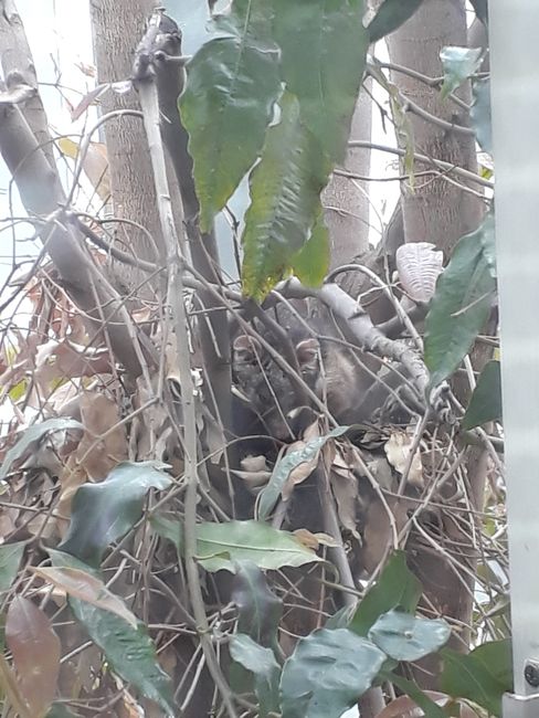 Ein Opossum-Nest direkt vor meinem Schlafzimmerfenster:)